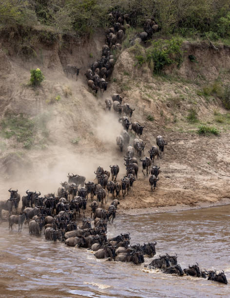 7-Day Kenya & Tanzania Safari
